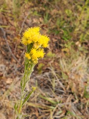 Euthamia occidentalis