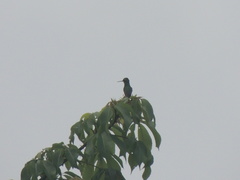 Chlorostilbon lucidus