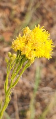 Euthamia occidentalis