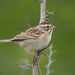Clay-colored Sparrow - Photo (c) Greg Lasley, some rights reserved (CC BY-NC), uploaded by Greg Lasley