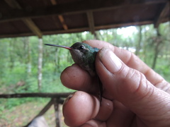 Chlorostilbon lucidus