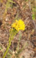 Euthamia occidentalis