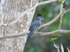 Thamnophilus doliatus