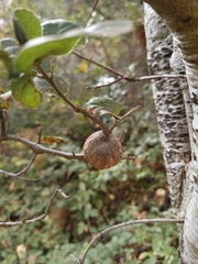 Cynipoidea