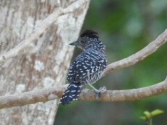 Thamnophilus doliatus