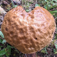 Leccinum