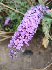 Buddleja davidii