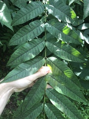 Toona sinensis