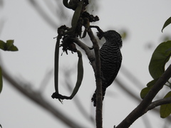 Thamnophilus doliatus