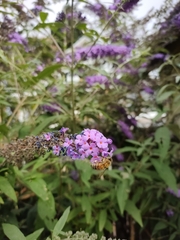 Buddleja davidii