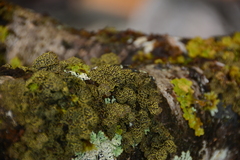 Pseudocyphellaria