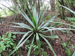 Furcraea parmentieri