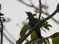 Thamnophilus doliatus