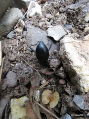 Tenebrioninae