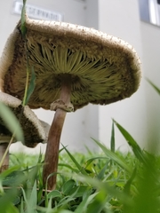 Chlorophyllum molybdites