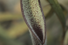 Aristolochia erecta