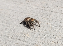 Habronattus festus