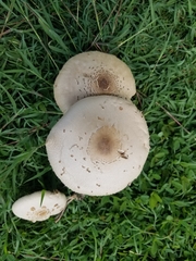 Chlorophyllum molybdites
