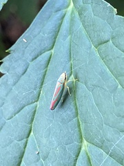 Graphocephala fennahi