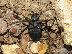 Tenebrioninae