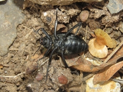 Tenebrioninae