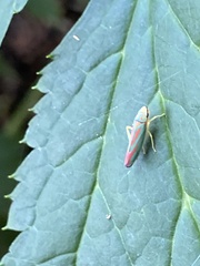 Graphocephala fennahi