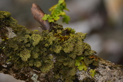 Pseudocyphellaria