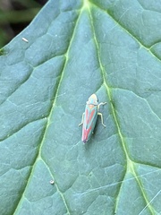 Graphocephala fennahi