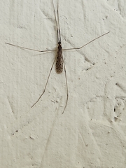 Limoniidae