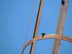 Chlorostilbon lucidus