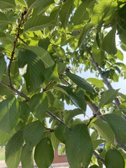 Prunus americana