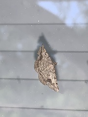 Frederickia s-signata