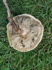 Chlorophyllum molybdites