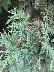 Thuja