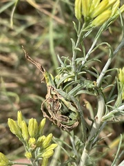 Gnorimoschema octomaculella