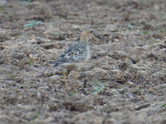 Calidris subruficollis