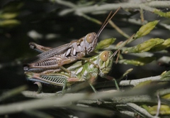 Hesperotettix viridis viridis