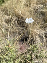 Fallugia paradoxa