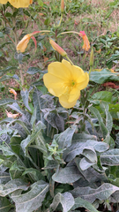 Oenothera glazioviana