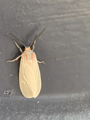 Pygarctia