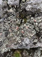 Cladonia cristatella