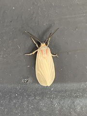 Pygarctia