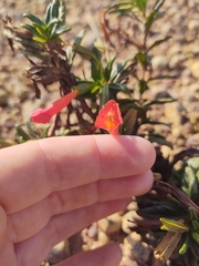 Diplacus parviflorus