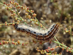 Malacosoma castrense