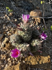 Mammillaria schumannii