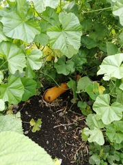 Cucurbita moschata