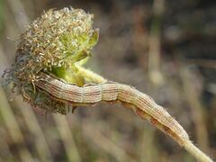 Heliothis viriplaca