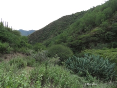 Myrtillocactus geometrizans