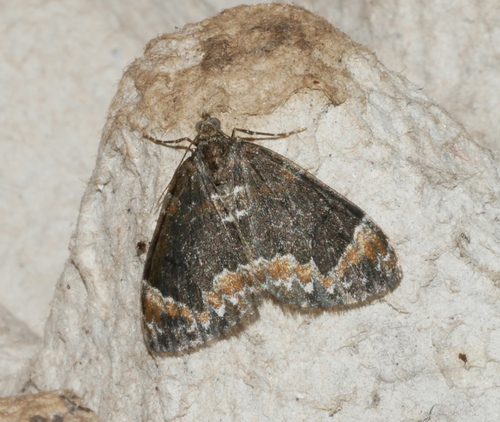 Marbled Carpet Moth, 6721 Bennekom, Nederland, photo 7 of 10
