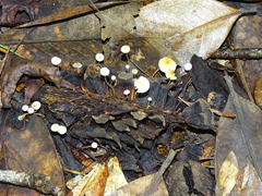 Strobilurus conigenoides